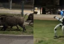 🎥 İnsansı Robot Edward, Yaban Domuzu Devriyesinde.