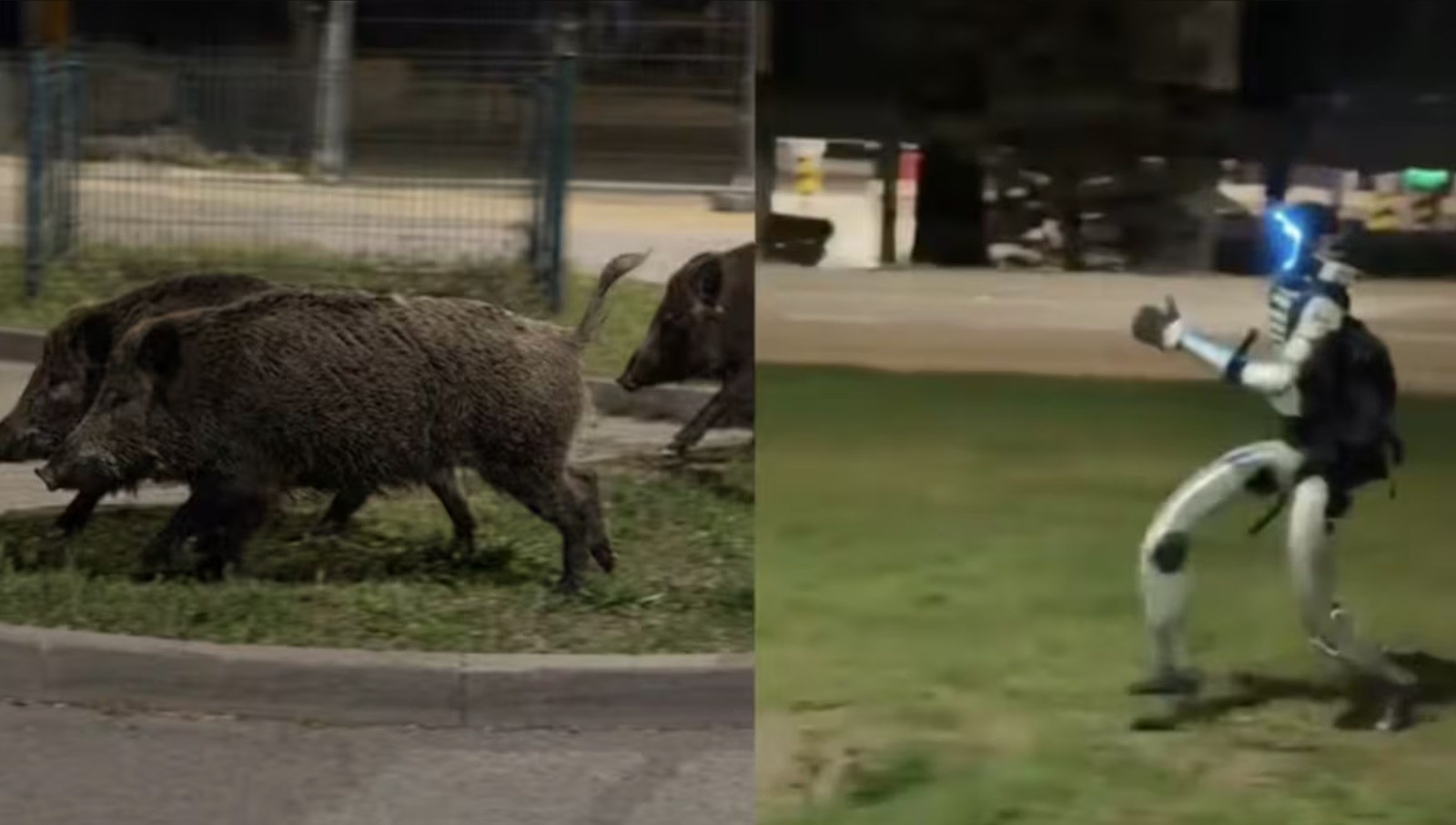 🎥 İnsansı Robot Edward, Yaban Domuzu Devriyesinde.