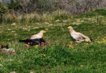 Nesli Tehlikedeki ‘Mısır Akbabaları’ Bolu’da Görüntülendi