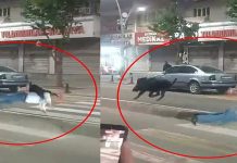 🎥Kent merkezine yaban domuzu kabusu: 3 yaralı!