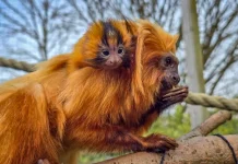 İngiltere’de bir hayvanat bahçesinde dünyaya gelen ‘nadir’ altın maymun yavrusu ilk kez ziyaretçilerin karşısına çıktı.