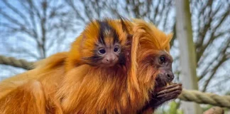 İngiltere’de bir hayvanat bahçesinde dünyaya gelen ‘nadir’ altın maymun yavrusu ilk kez ziyaretçilerin karşısına çıktı.