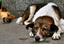İstanbul Valiliği’nden sokak hayvanları için toplama talimatı