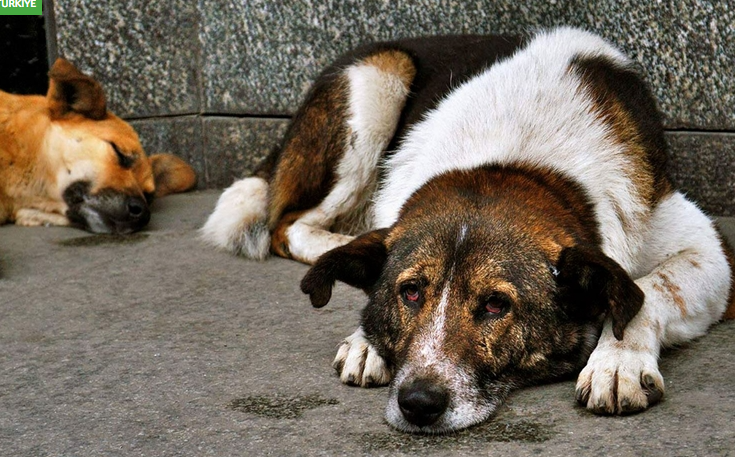İstanbul Valiliği’nden sokak hayvanları için toplama talimatı