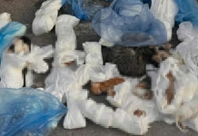33 kedi ölü bulunmuştu. O veteriner hekim serbest!