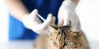 Kediler İçin “Mucize İlaç” Yolda: Ömürleri İki Katına Çıkabilir. İnsanlar İçin de Umut Vadediyor.