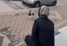 Batsın senin anneliğin: ‘Gel annem gel’ diyerek çağırdığı sokak kedisinin yüzüne kimyasal sıktı!