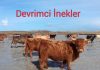 Birkaç inek ıssız bir adaya bırakıldı. İnekler ‘devrimci’ çıktı. Vahşi hayatlarını kurdu… Düzeni bozunca tümü sessizce katledildi!