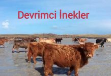 Birkaç inek ıssız bir adaya bırakıldı. İnekler ‘devrimci’ çıktı. Vahşi hayatlarını kurdu… Düzeni bozunca tümü sessizce katledildi!