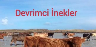 Birkaç inek ıssız bir adaya bırakıldı. İnekler ‘devrimci’ çıktı. Vahşi hayatlarını kurdu… Düzeni bozunca tümü sessizce katledildi!