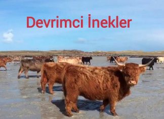 Birkaç inek ıssız bir adaya bırakıldı. İnekler ‘devrimci’ çıktı. Vahşi hayatlarını kurdu… Düzeni bozunca tümü sessizce katledildi!