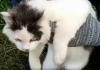 Uyuşturucu kuryesi kedi yakalandı!