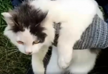 Uyuşturucu kuryesi kedi yakalandı!