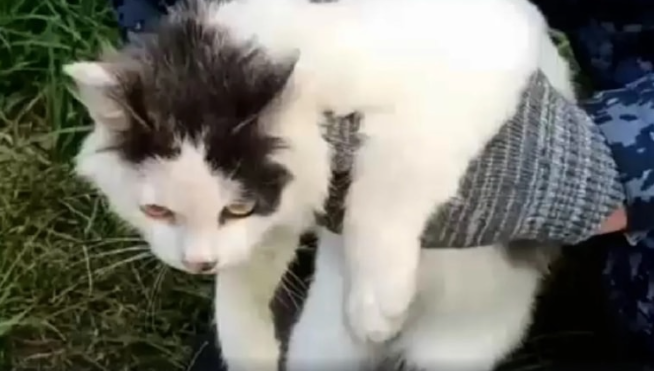 Uyuşturucu kuryesi kedi yakalandı!