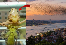 🎥Sürüler halinde Türkiye’ye geliyorlar! İstanbul’dan sonra o ili de sardılar