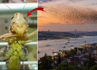 🎥Sürüler halinde Türkiye’ye geliyorlar! İstanbul’dan sonra o ili de sardılar