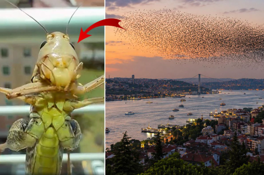 çekirge