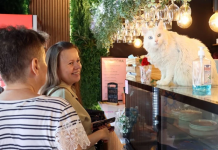 Ev sahibinin kediler olduğu bir kafe: ‘Cat Cafe’