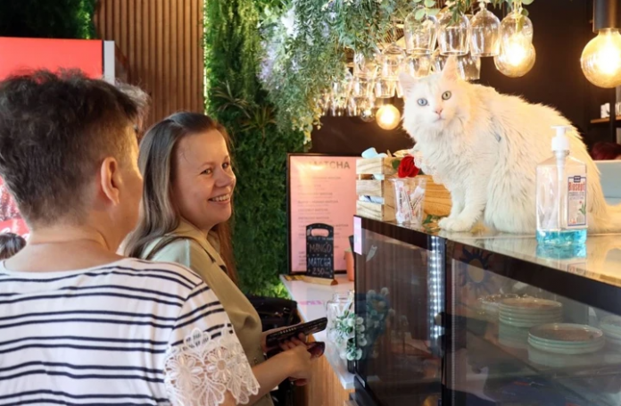 kedi kafe