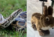 ‘Dinsizin Hakkından İmansız Gelir’… Florida’da Piton yılanları robot tavşanlarla etkisiz hale getirilecek.