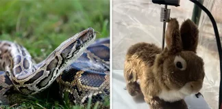 ‘Dinsizin Hakkından İmansız Gelir’… Florida’da Piton yılanları robot tavşanlarla etkisiz hale getirilecek.