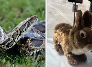 ‘Dinsizin Hakkından İmansız Gelir’… Florida’da Piton yılanları robot tavşanlarla etkisiz hale getirilecek.