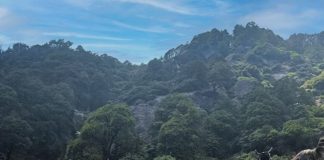 Tunceli’de dağ keçisi avı süresiz yasaklandı