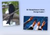 Zeynep Nurten UZER; Manipülasyon ve drongo kuşları !