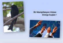 Zeynep Nurten UZER; Manipülasyon ve drongo kuşları !