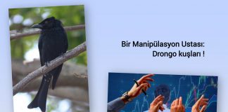 Zeynep Nurten UZER; Manipülasyon ve drongo kuşları !