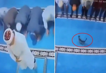🎥Namaz sırasında kediyi tekmeleyen o cani gözaltına alındı